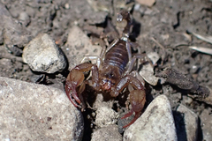 Euscorpius germanus