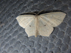 Scopula flaccidaria