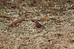 Lagonosticta rubricata