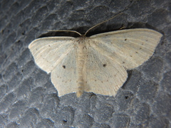 Scopula flaccidaria