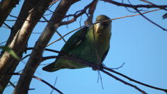 Poicephalus robustus