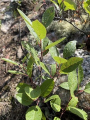 Salix pyrifolia