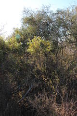 Hippobromus pauciflorus