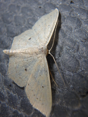Scopula flaccidaria