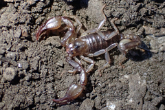 Euscorpius germanus