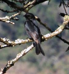 Melaenornis pammelaina ater