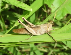 Schistocerca camerata