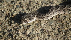 Bitis arietans arietans