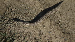 Bitis arietans arietans