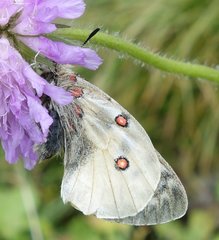 Parnassius