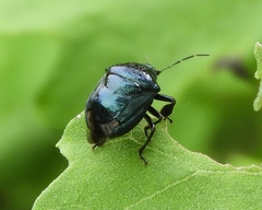 Stiretrus