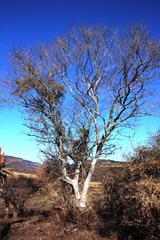 Combretum erythrophyllum