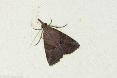 Hypena minualis