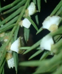 Taxodiomyia cupressi image