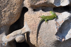 Timon lepidus ibericus