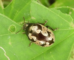 Calligrapha ancoralis