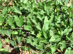 Ipomoea obscura obscura