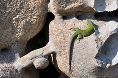 Timon lepidus ibericus