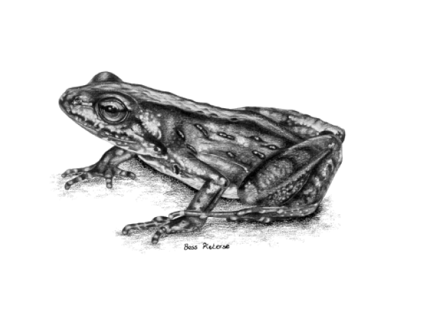 Dainty Frogs