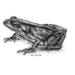 Dainty Frogs - Photo (c) South African Frog Atlas Project, some rights reserved (CC BY)