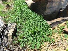 Ipomoea obscura obscura