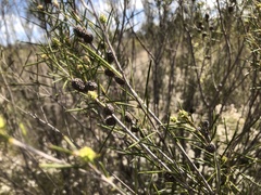 Melaleuca uncinata
