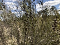 Melaleuca uncinata