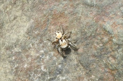 Habronattus aztecanus