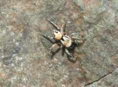 Habronattus aztecanus