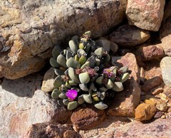 Cerochlamys pachyphylla