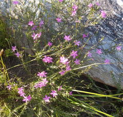 Acmadenia trigona