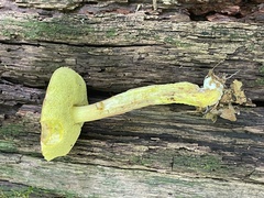 Hemileccinum rubropunctum