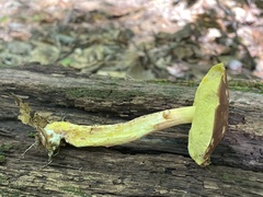 Hemileccinum rubropunctum