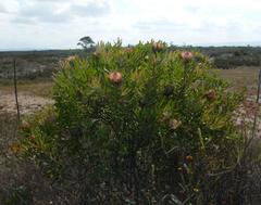 Protea susannae