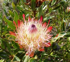 Protea susannae