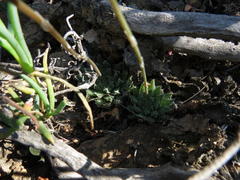 Haworthia