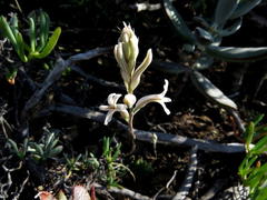 Haworthia