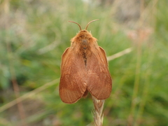 Malacosoma alpicolum