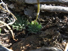 Haworthia