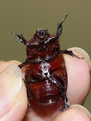 Temnorhynchus retusus