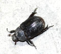 Temnorhynchus retusus