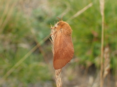 Malacosoma alpicolum