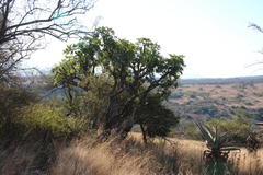 Cussonia