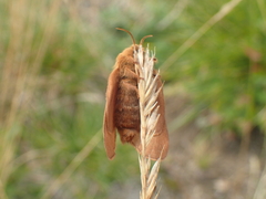 Malacosoma alpicolum