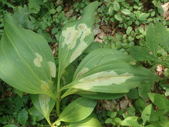 Phytomyza gentianae