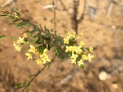 Pimelea linifolia collina