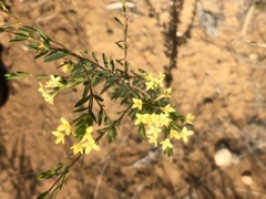 Pimelea linifolia collina