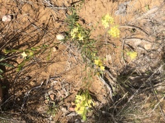 Pimelea linifolia collina
