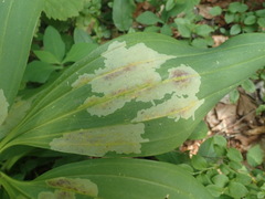 Phytomyza gentianae