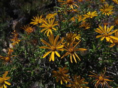 Gorteria integrifolia